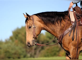 American Quarter Horse, Gelding, 12 years, 15 hh, Buckskin
