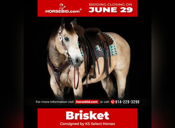 American Quarter Horse, Gelding, 12 years, 15 hh, Buckskin