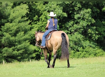 American Quarter Horse, Gelding, 12 years, 15 hh, Buckskin