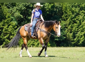American Quarter Horse, Gelding, 12 years, 15 hh, Buckskin