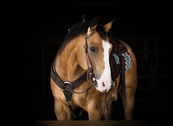 American Quarter Horse, Gelding, 12 years, 15 hh, Buckskin