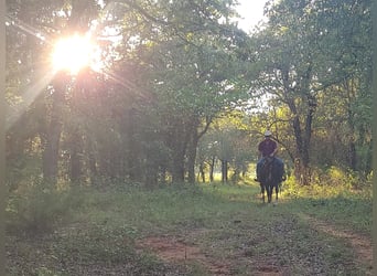 American Quarter Horse, Gelding, 12 years, 15 hh, Chestnut