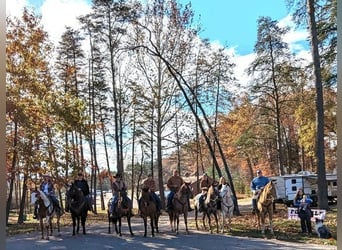 American Quarter Horse, Gelding, 12 years, 15 hh, Chestnut