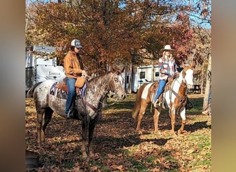 American Quarter Horse, Gelding, 12 years, 15 hh, Chestnut