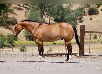 American Quarter Horse, Gelding, 12 years, 15 hh, Dun