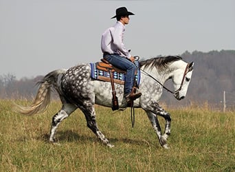 American Quarter Horse, Gelding, 12 years, 15 hh, Gray-Dapple