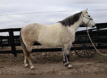 American Quarter Horse, Gelding, 12 years, 15 hh, Gray-Dapple