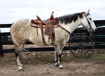 American Quarter Horse, Gelding, 12 years, 15 hh, Gray-Dapple