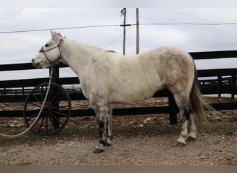 American Quarter Horse, Gelding, 12 years, 15 hh, Gray-Dapple