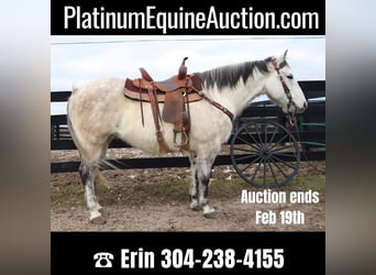 American Quarter Horse, Gelding, 12 years, 15 hh, Gray-Dapple