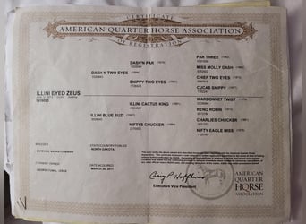 American Quarter Horse, Gelding, 12 years, 15 hh, Gray-Dapple