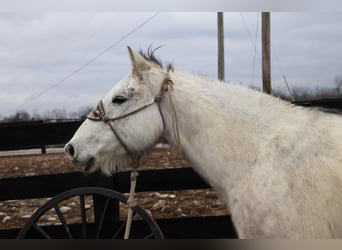 American Quarter Horse, Gelding, 12 years, 15 hh, Gray-Dapple