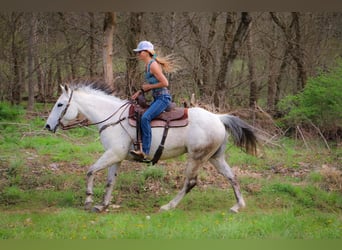 American Quarter Horse, Gelding, 12 years, 15 hh, Gray