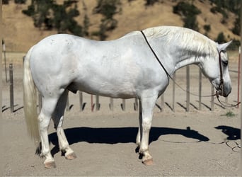 American Quarter Horse, Gelding, 12 years, 15 hh, Gray
