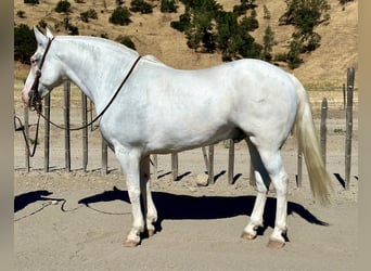 American Quarter Horse, Gelding, 12 years, 15 hh, Gray