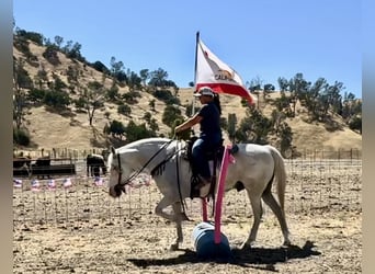 American Quarter Horse, Gelding, 12 years, 15 hh, Gray