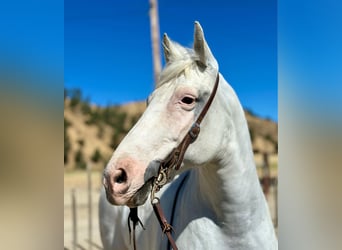 American Quarter Horse, Gelding, 12 years, 15 hh, Gray