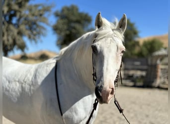 American Quarter Horse, Gelding, 12 years, 15 hh, Gray