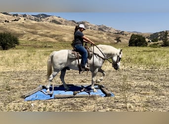 American Quarter Horse, Gelding, 12 years, 15 hh, Gray