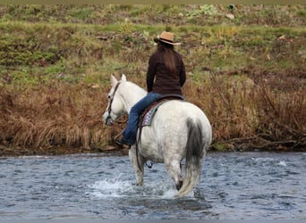 American Quarter Horse, Gelding, 12 years, 15 hh, Grey
