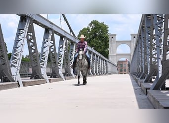 American Quarter Horse, Gelding, 12 years, 15 hh, Leopard-Piebald