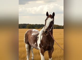 American Quarter Horse, Gelding, 12 years, 15 hh, Overo-all-colors
