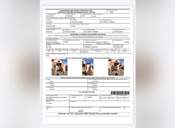 American Quarter Horse, Gelding, 12 years, 15 hh, Overo-all-colors