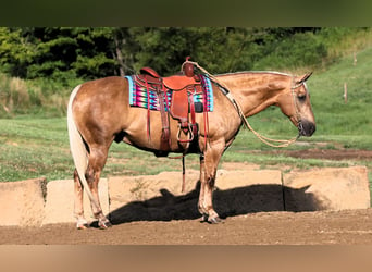 American Quarter Horse, Gelding, 12 years, 15 hh, Palomino