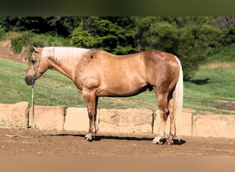 American Quarter Horse, Gelding, 12 years, 15 hh, Palomino