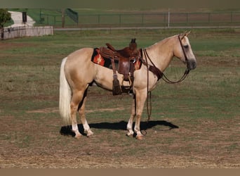 American Quarter Horse, Gelding, 12 years, 15 hh, Palomino