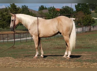 American Quarter Horse, Gelding, 12 years, 15 hh, Palomino