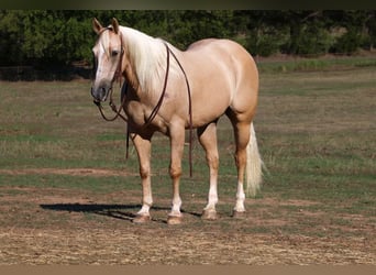 American Quarter Horse, Gelding, 12 years, 15 hh, Palomino