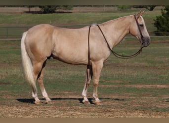 American Quarter Horse, Gelding, 12 years, 15 hh, Palomino