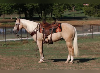 American Quarter Horse, Gelding, 12 years, 15 hh, Palomino