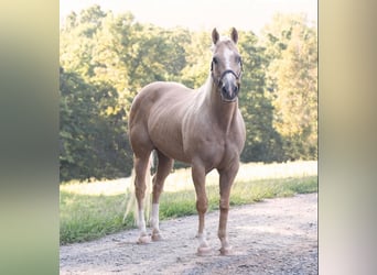 American Quarter Horse, Gelding, 12 years, 15 hh, Palomino