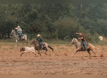 American Quarter Horse, Gelding, 12 years, 15 hh, Palomino