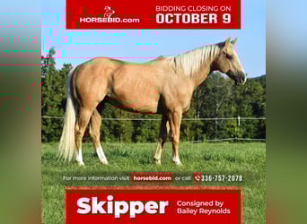 American Quarter Horse, Gelding, 12 years, 15 hh, Palomino