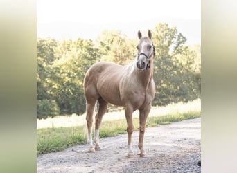 American Quarter Horse, Gelding, 12 years, 15 hh, Palomino