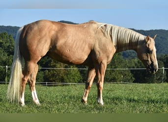 American Quarter Horse, Gelding, 12 years, 15 hh, Palomino