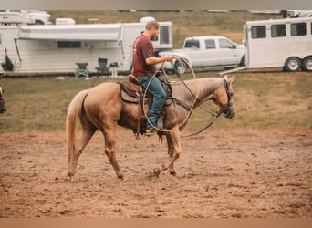 American Quarter Horse, Gelding, 12 years, 15 hh, Palomino