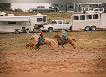 American Quarter Horse, Gelding, 12 years, 15 hh, Palomino