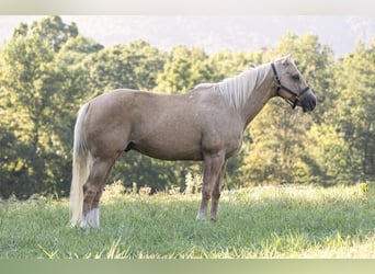 American Quarter Horse, Gelding, 12 years, 15 hh, Palomino