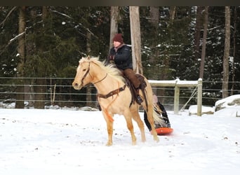 American Quarter Horse, Gelding, 12 years, 15 hh, Palomino