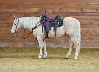 American Quarter Horse, Gelding, 12 years, 15 hh, Palomino