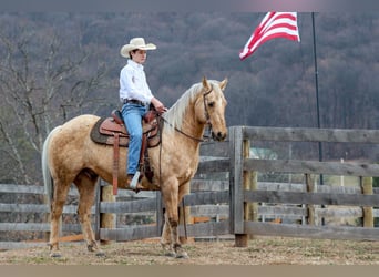 American Quarter Horse, Gelding, 12 years, 15 hh, Palomino
