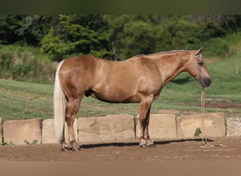 American Quarter Horse, Gelding, 12 years, 15 hh, Palomino