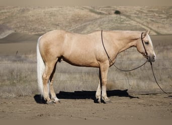 American Quarter Horse, Gelding, 12 years, 15 hh, Palomino