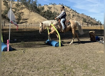 American Quarter Horse, Gelding, 12 years, 15 hh, Palomino