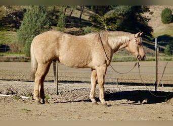 American Quarter Horse, Gelding, 12 years, 15 hh, Palomino