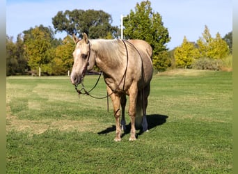 American Quarter Horse, Gelding, 12 years, 15 hh, Palomino